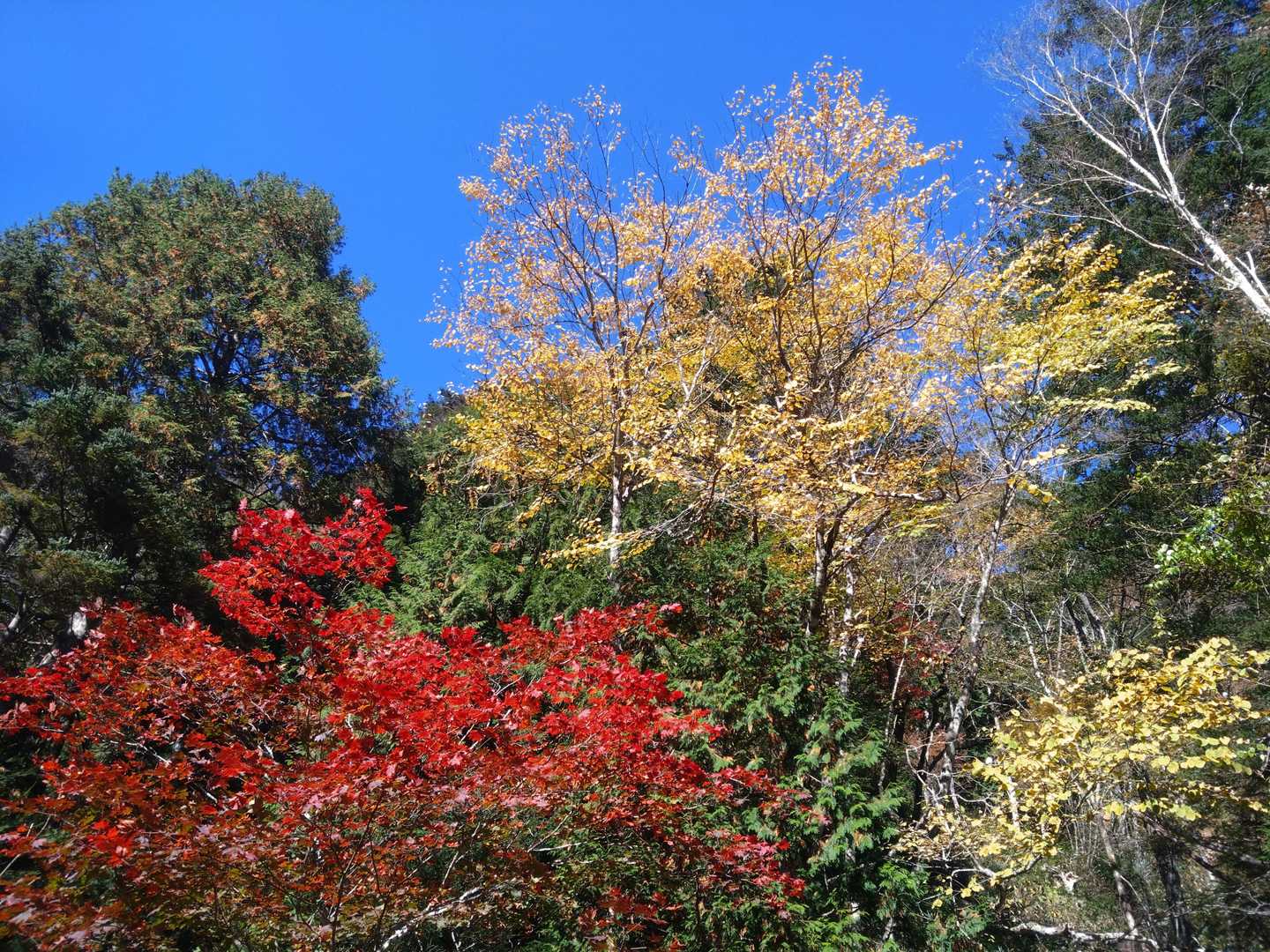 赤と黄の紅葉