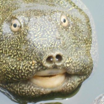 別のスッポンが池の中から「何かクレ❗」と言わんばかりに顔を出した．