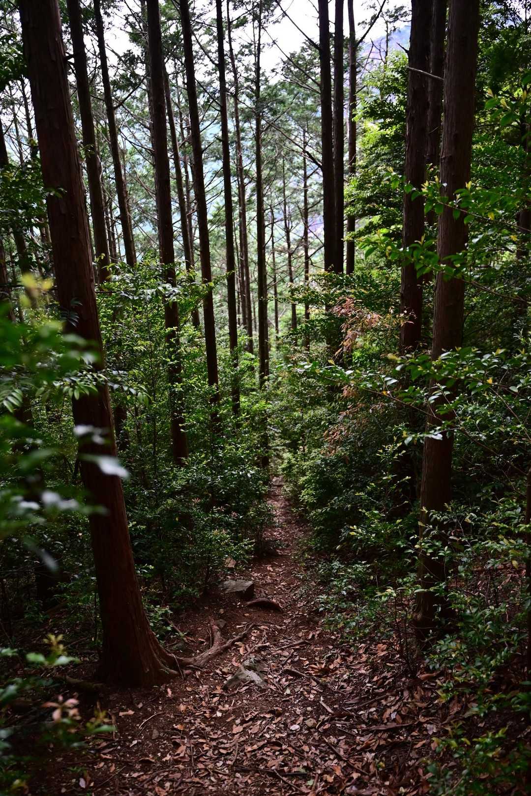 森林帯下り🌲🌲🌲