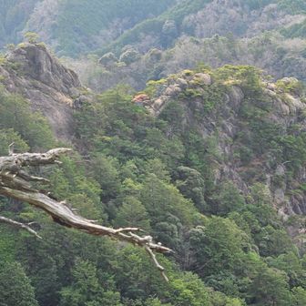 三ツ淵ルートの右側から鬼ヶ牙東峰第３尾根ピーク１・２が見えます。