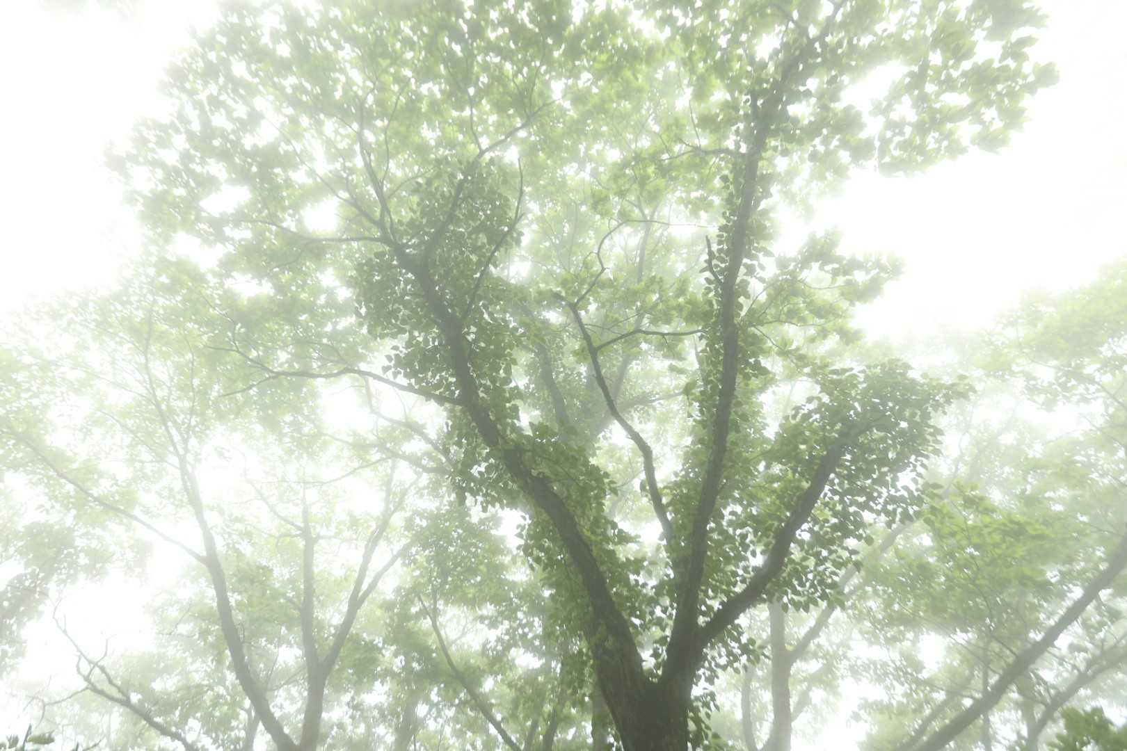 ドンデン山-椿越峠-金北縦走路入口 周回コースの写真