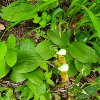 キバナノアツモリソウ(黄花の敦盛草)自生地へ / KIKOさんの高妻山