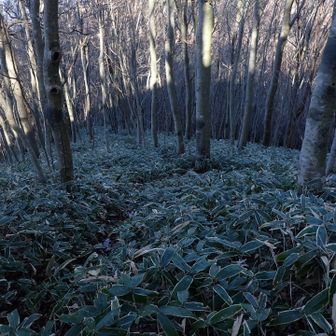 展望地過ぎたら濡れ落ち葉の激下り！強風が吹いて寒い！4回くらい滑り転けました。