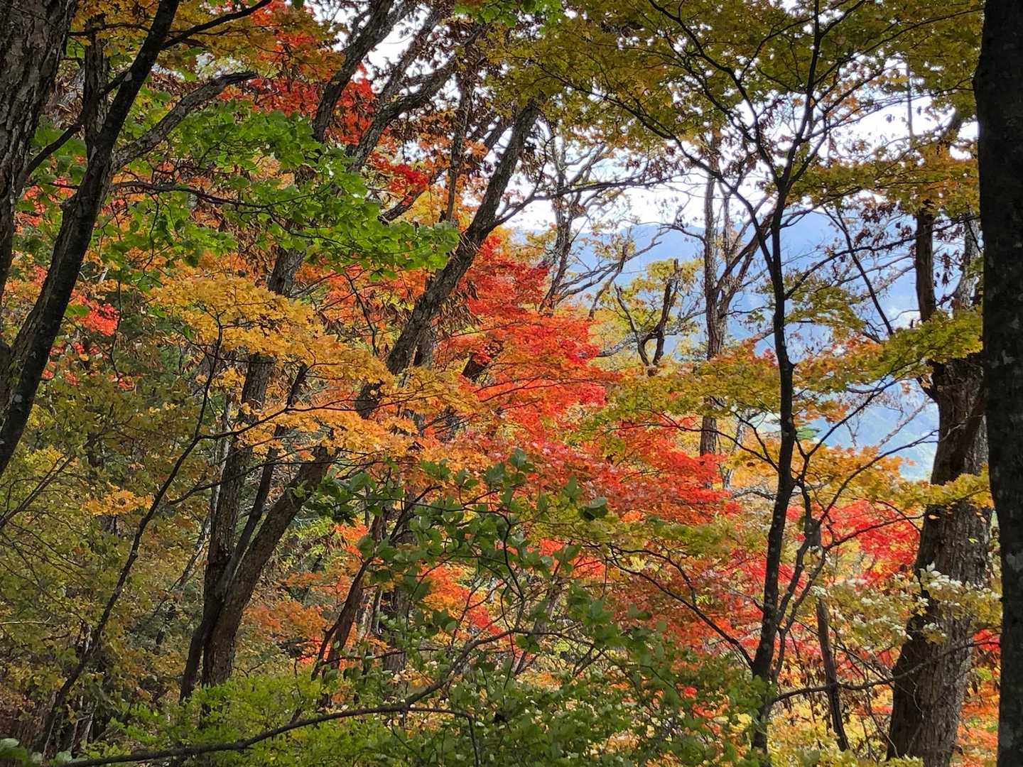 小屋平バス停-石丸峠-榧ノ尾山 縦走コースの写真