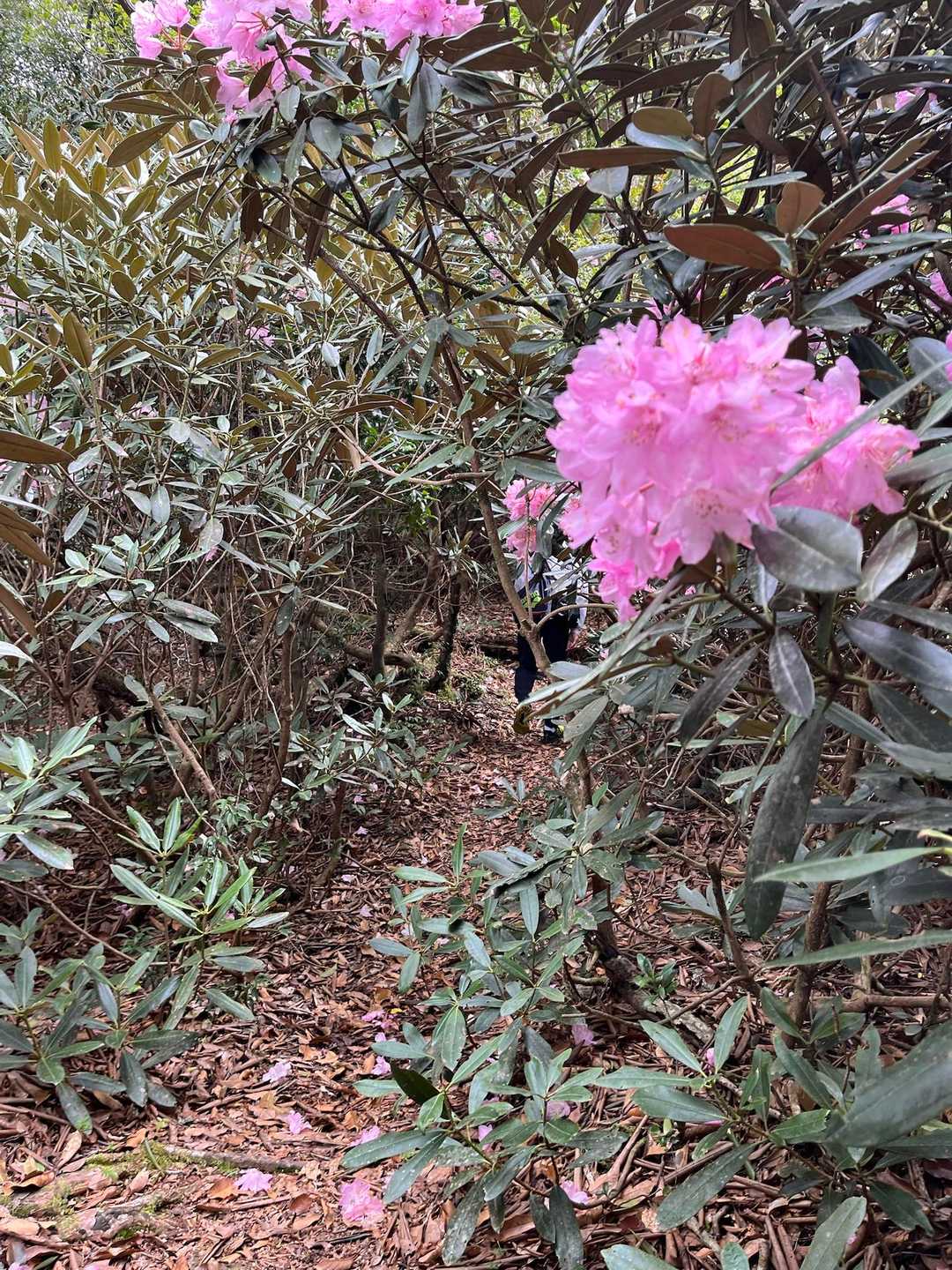 高月山 往復コースの写真