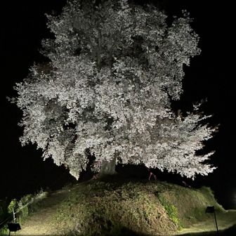 相変わらずすごい迫力！
樹齢250年は伊達じゃない