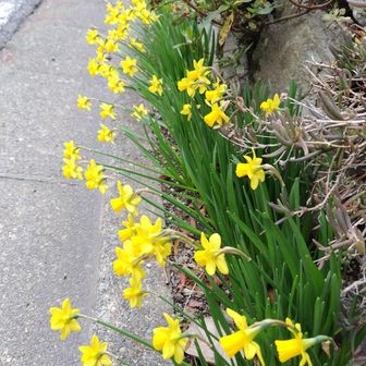 道端にラッパスイセン