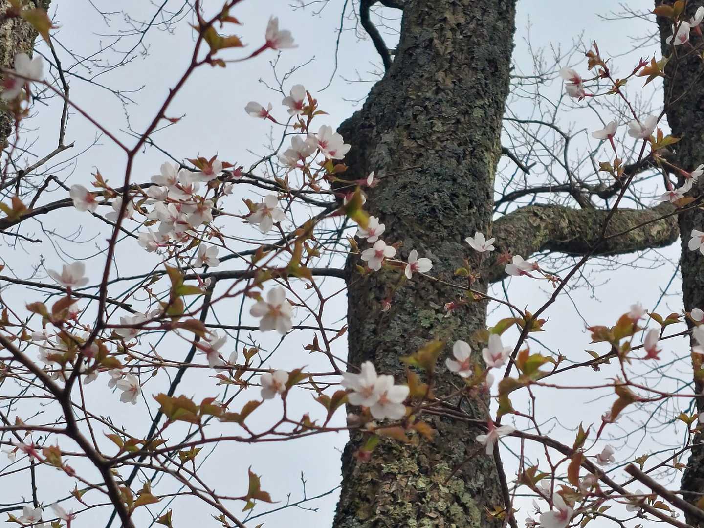 ヤマザクラ🌸