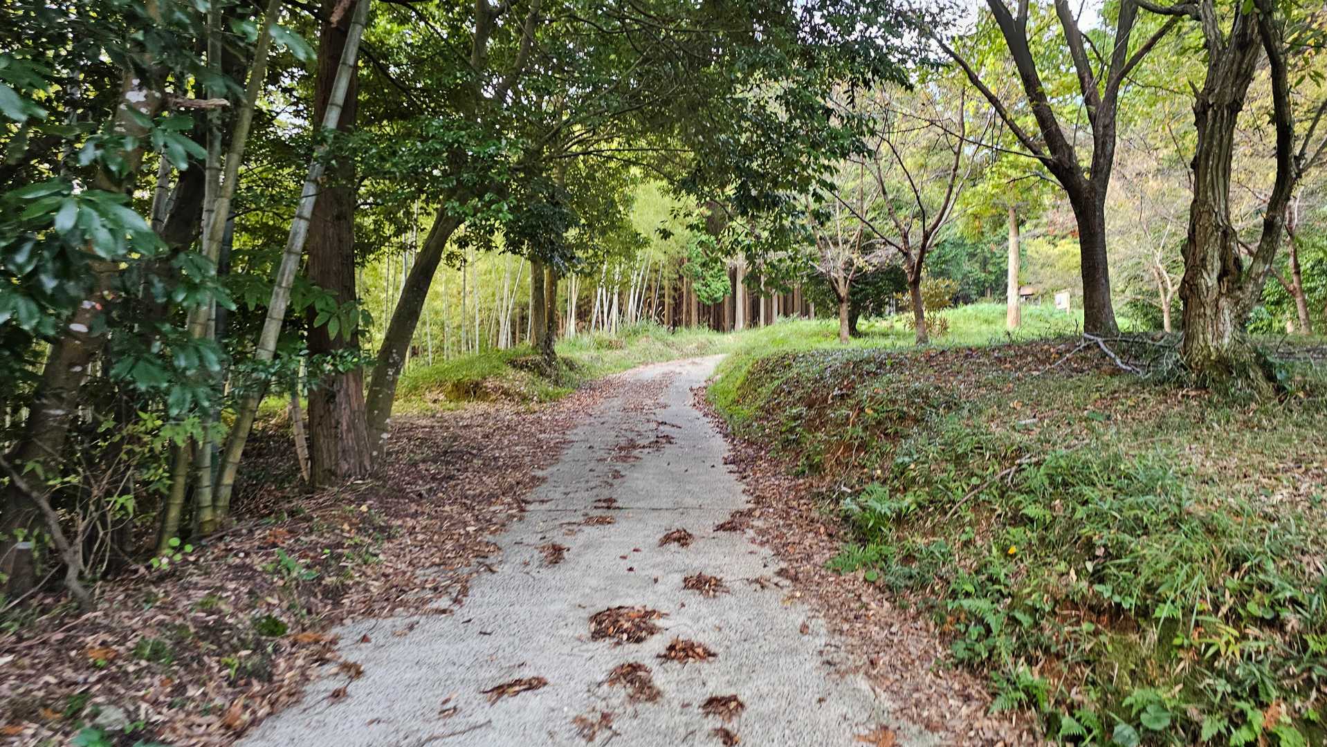 障子ヶ岳 往復コースの写真