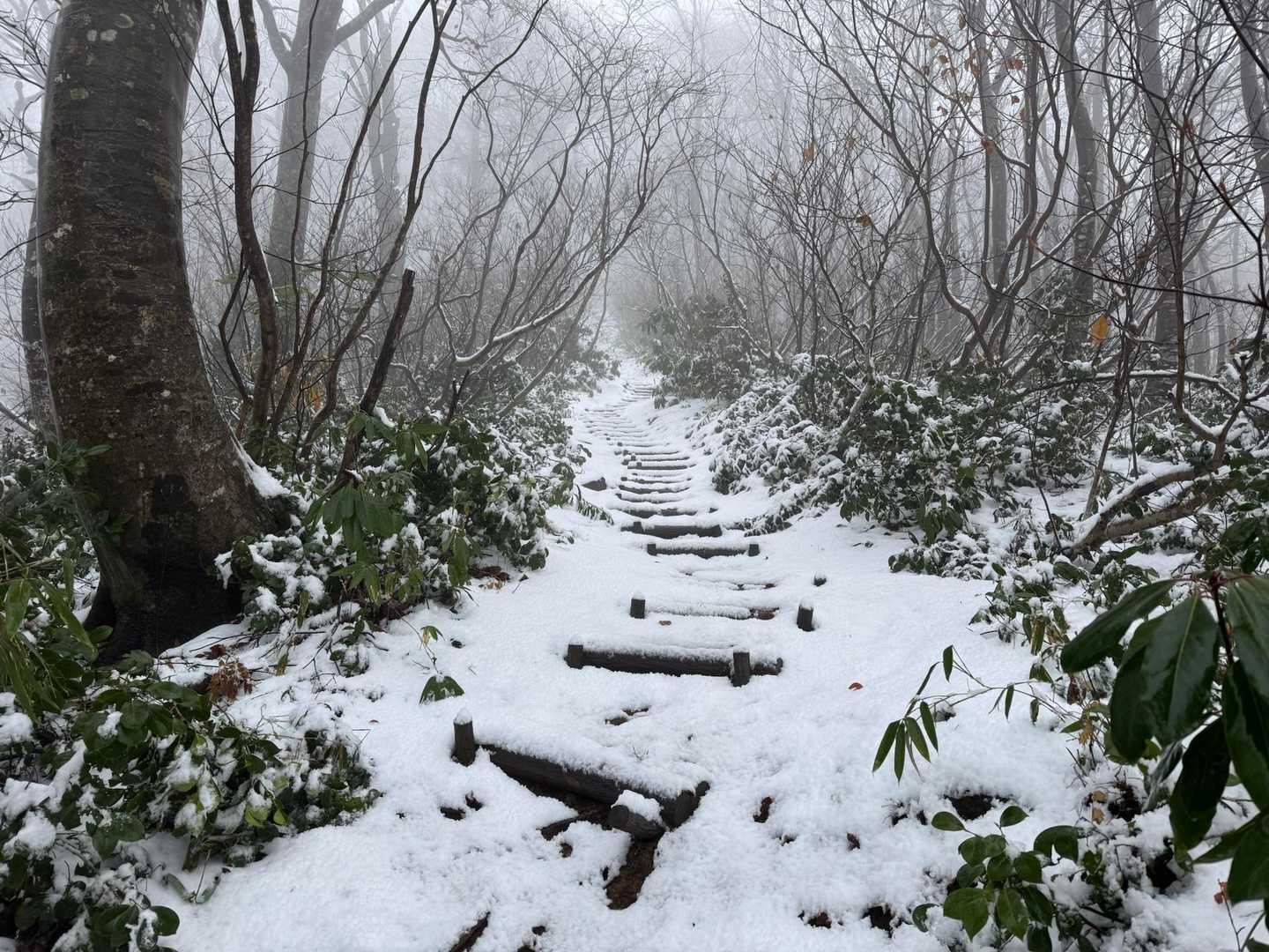 保久礼小屋登山口-大岳 往復コースの写真