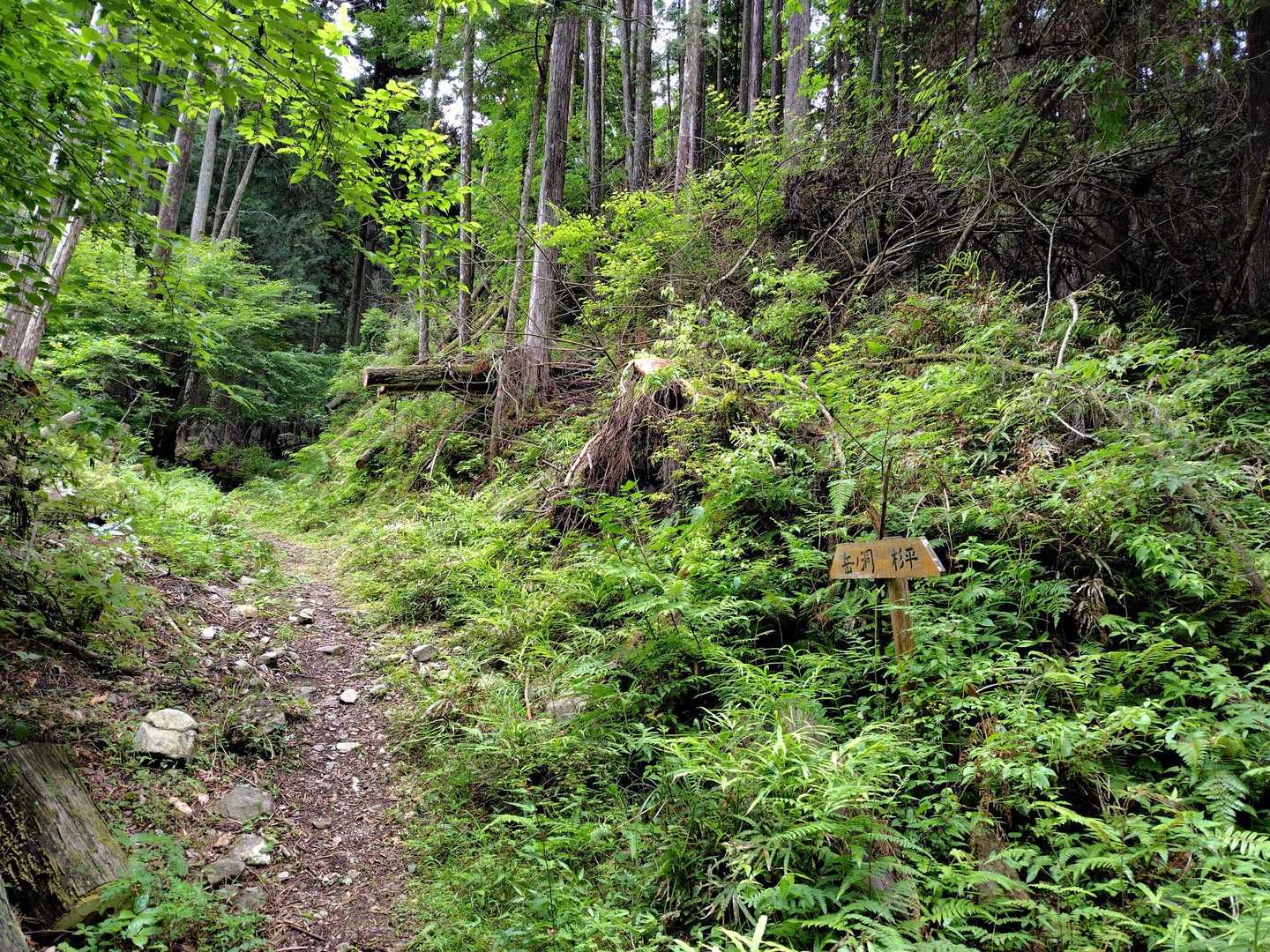 帰りは用事があり早く下山したかったので、登山道の方から降りてきたが、ショートカットはできたけど面白くなかった。花🌸なし。次回は林道を往復しよう。