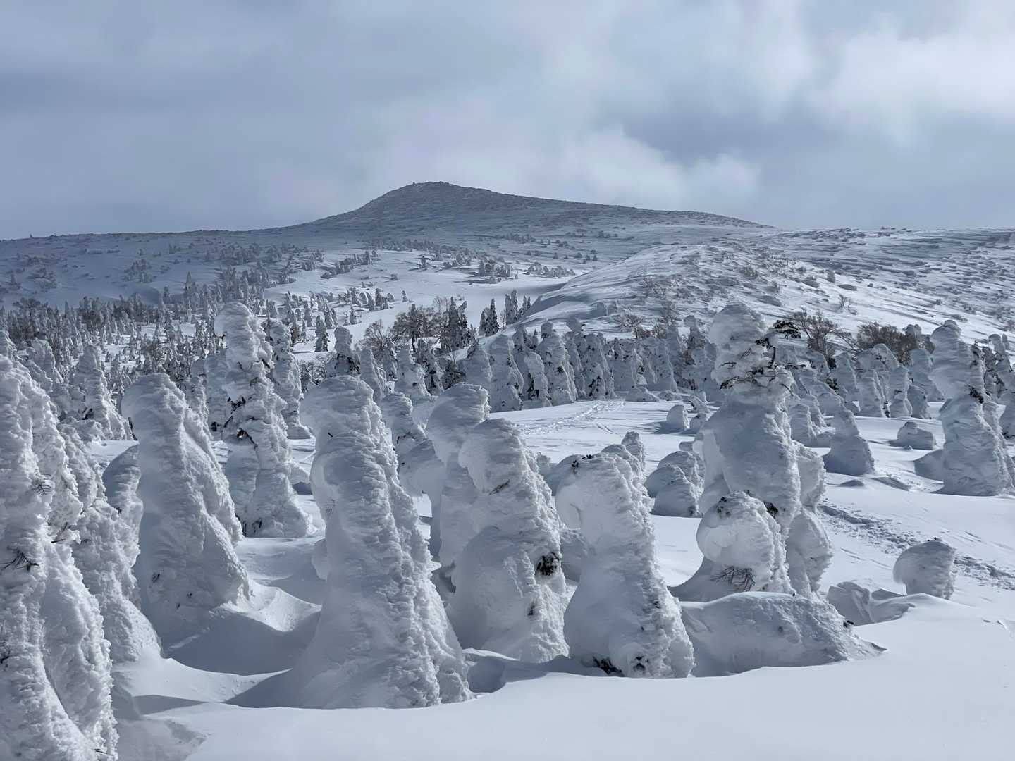 小屋あたりからは見事な樹氷群❄️⛄️❄️しっかりした樹氷見るの初めてで大興奮Σ(ﾟ∀ﾟﾉ)ﾉｷｬｰ
オラフがいっぱい💕