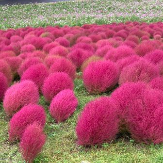 ゆっこ
