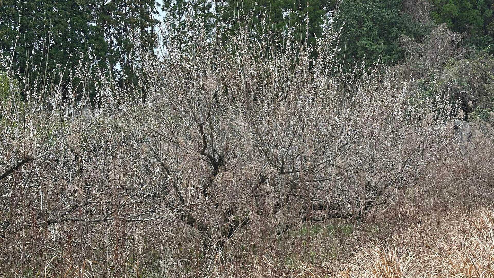 烏帽子嶽神社-烏帽子岳 往復コースの写真