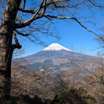まるよし