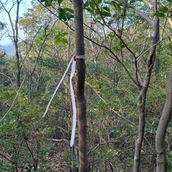 赤テープありがとうーこっちやー