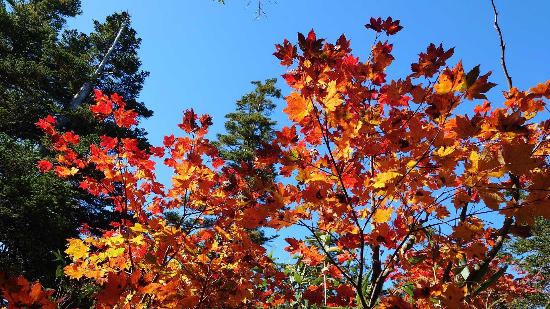 徐々に下界にも紅葉🍁が降りてくるでしょう
