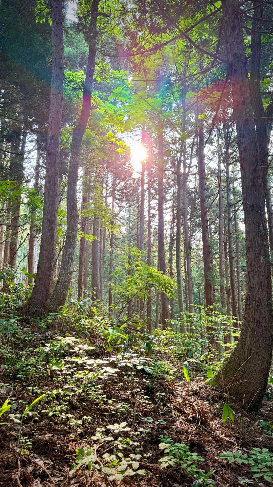 里山らしくスギも目立つ
その木立の奥から日が差し込んできた
まぶしい〜
でもこれが5月本来の光景だよなあ
若葉がキラキラしてきて最高
