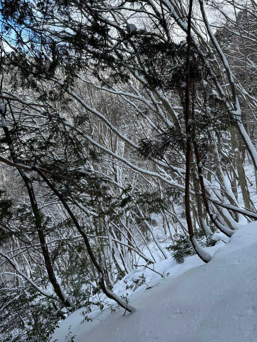 俵坂峠-峰床山 往復コースの写真