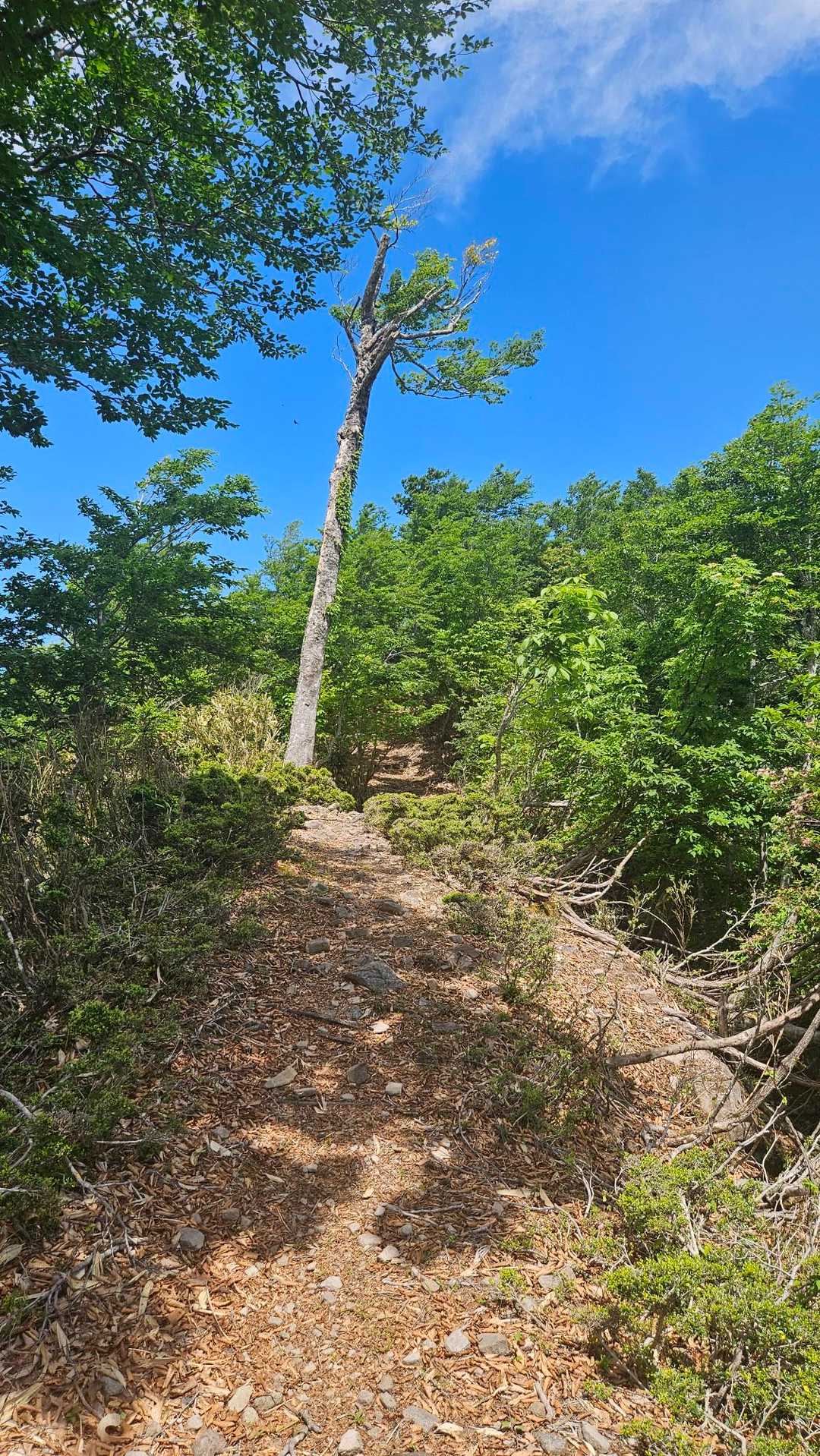 ふるさとの森登山口-扇ノ山 往復コースの写真