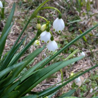 スノーフレーク