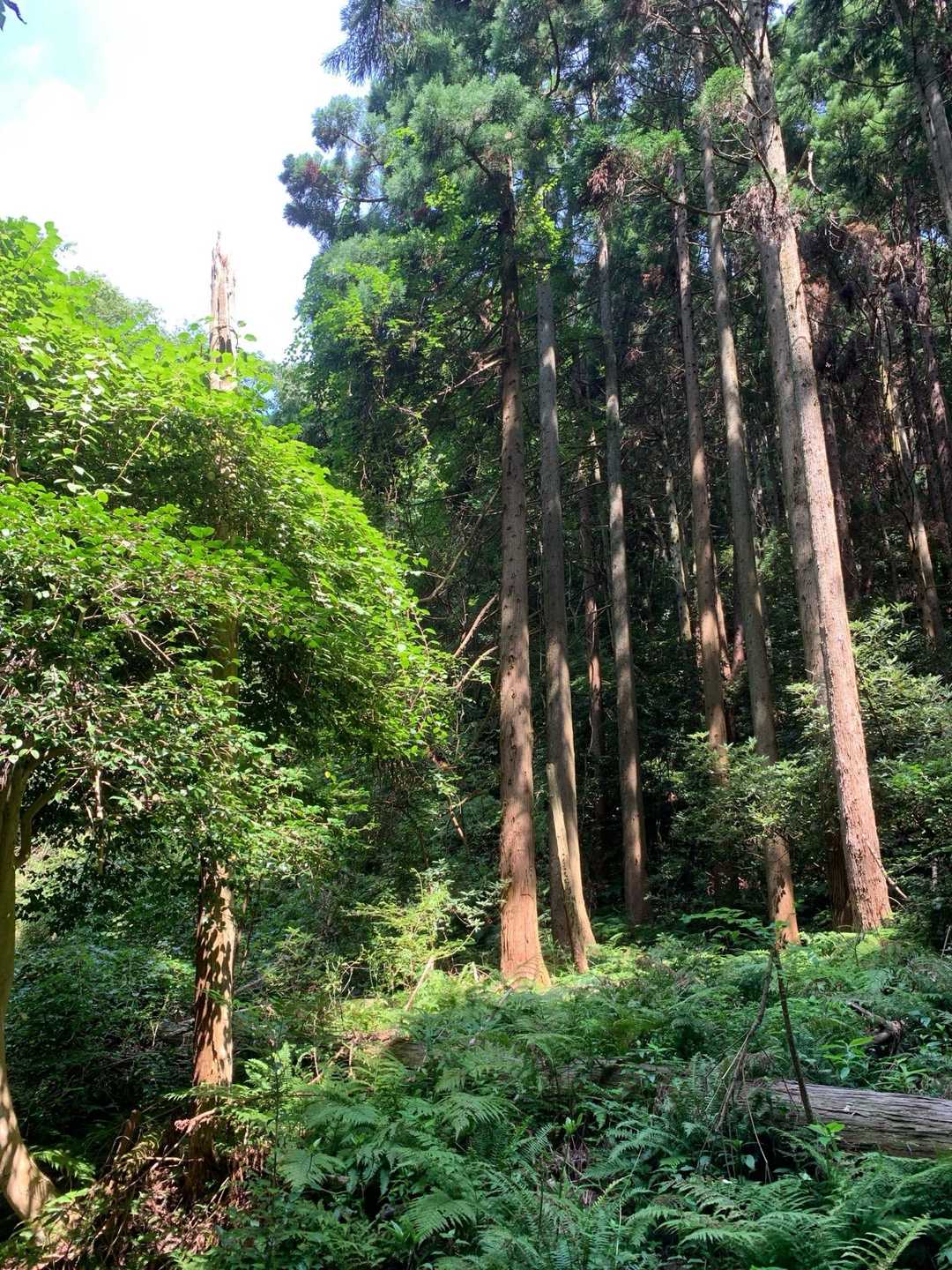 羽衣石山 往復コースの写真