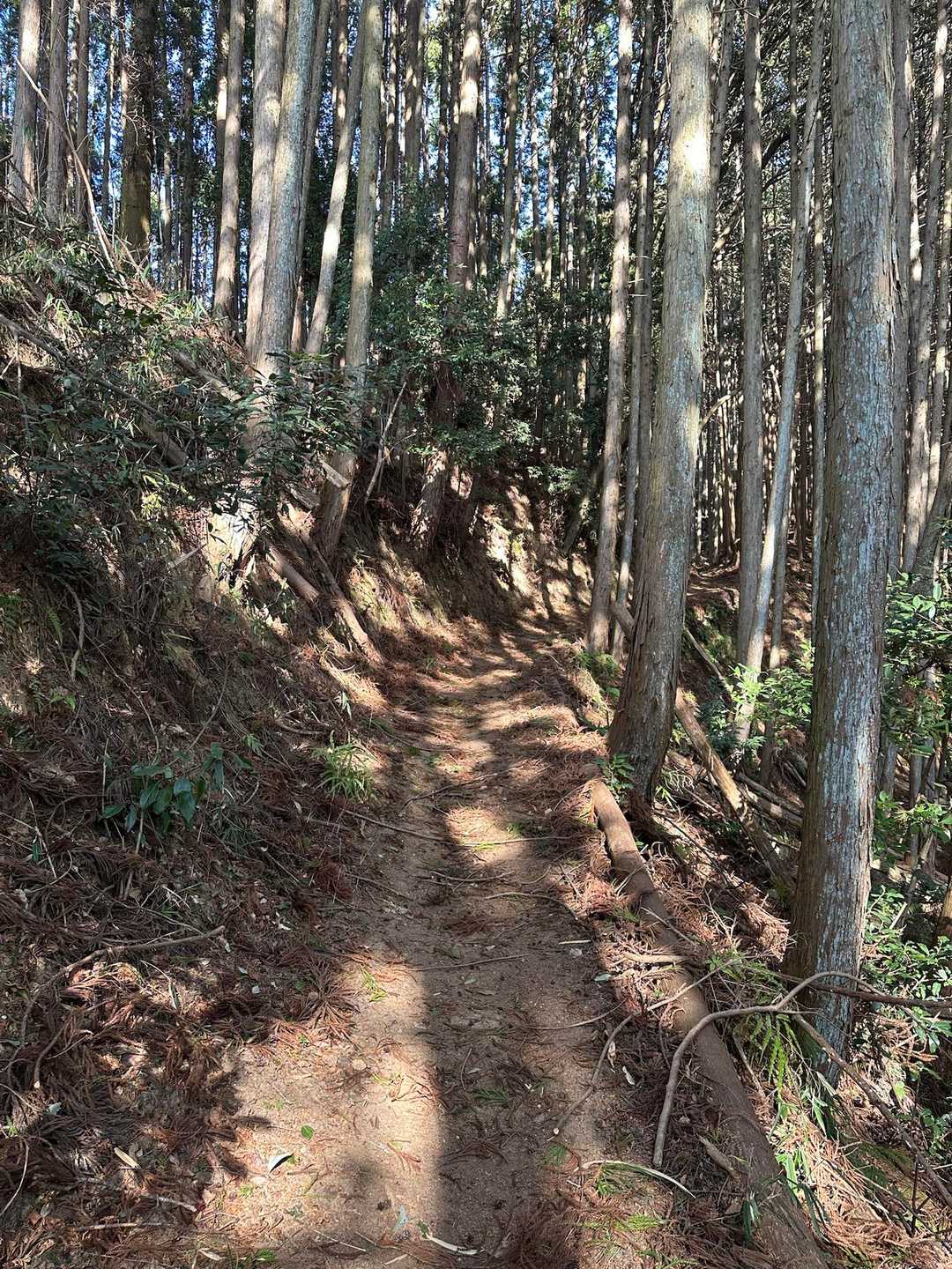 ずっと樹林帯