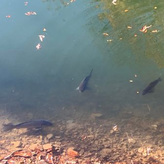 でかい魚がウヨウヨ
小石を投げてご挨拶しておきます😊