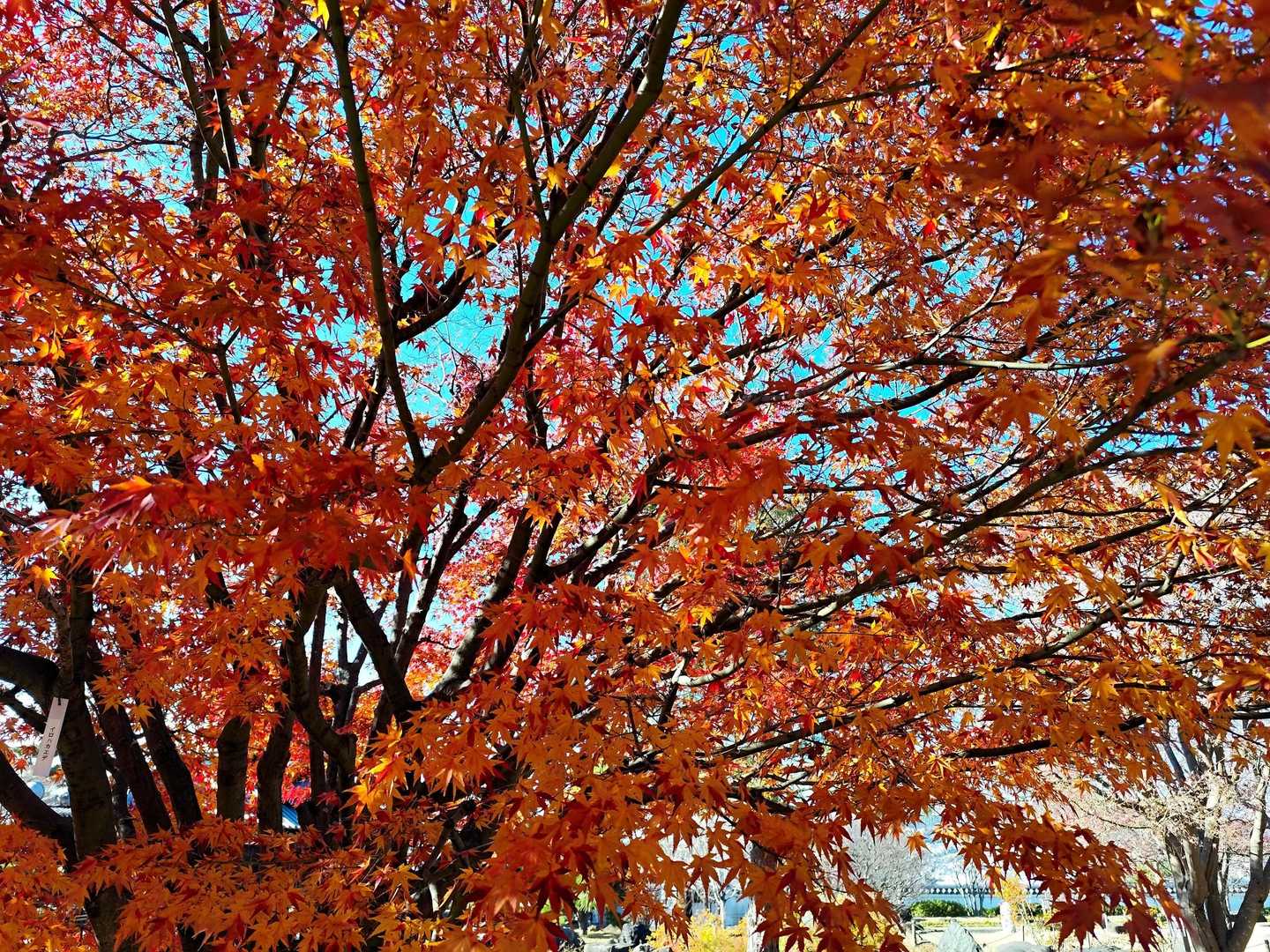 まだまだ紅葉🍁