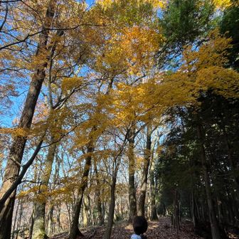 この辺りも綺麗な色づきでした