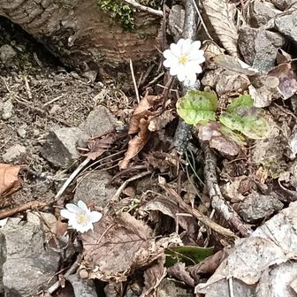 以前はピンクの花が沢山あったのですが。