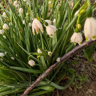 スノーフレーク