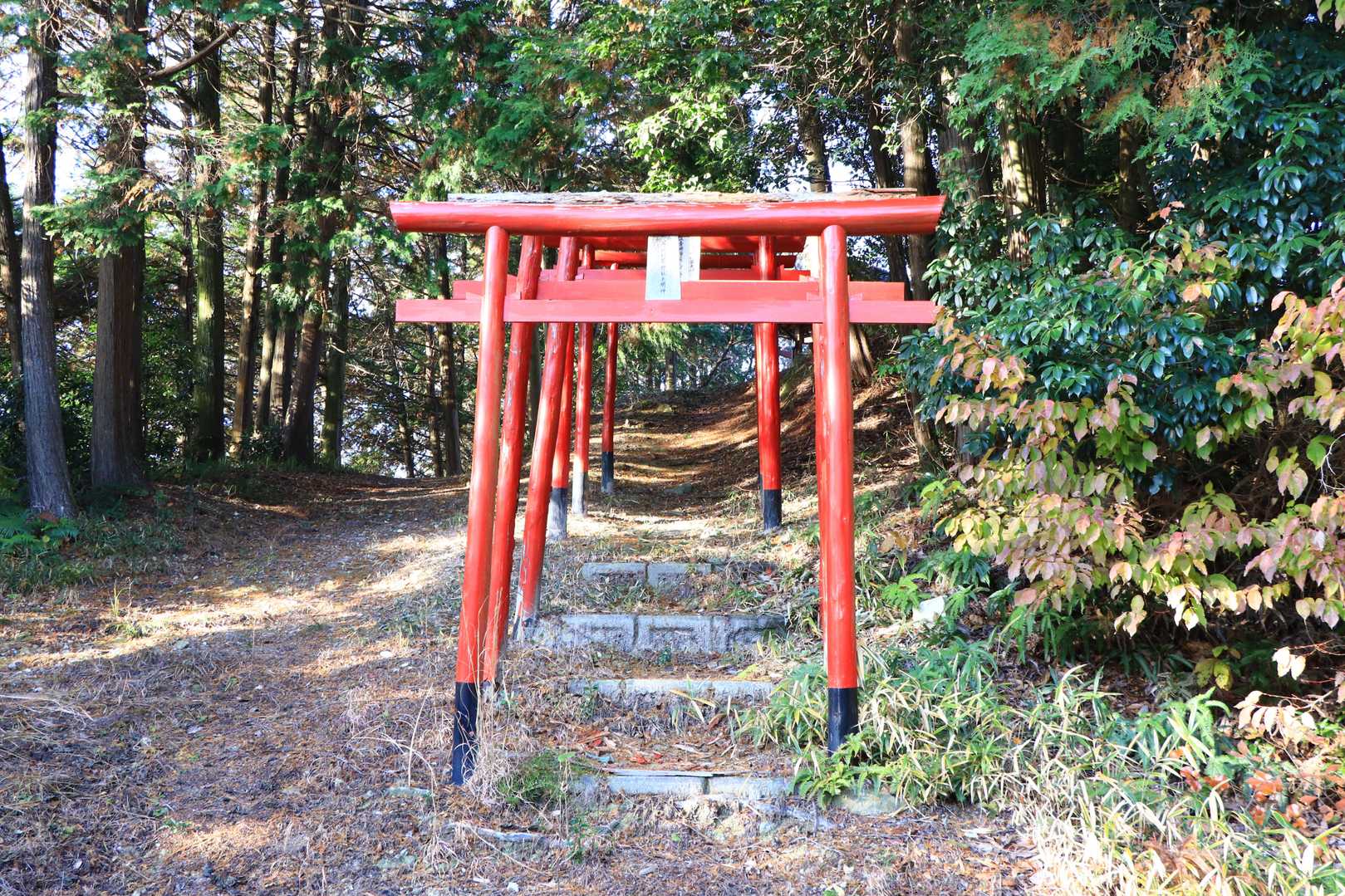 赤い鳥居が見えてきます。