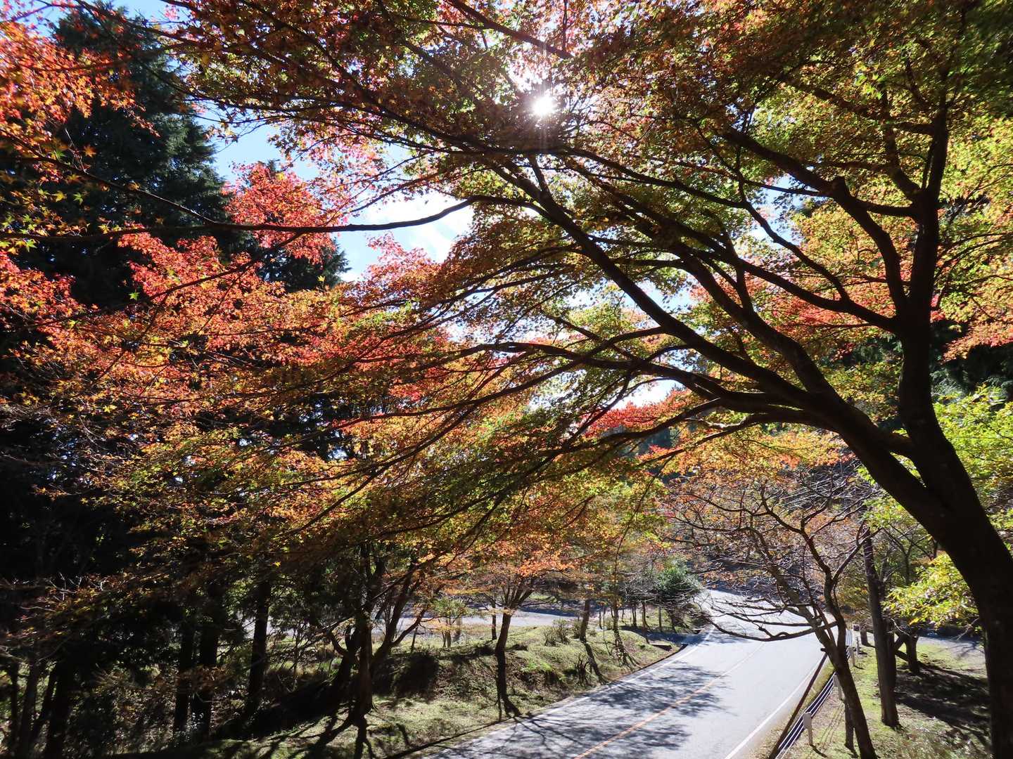 奥比叡ドライブウェイ並走区間にはきれいな紅葉もちらほら
