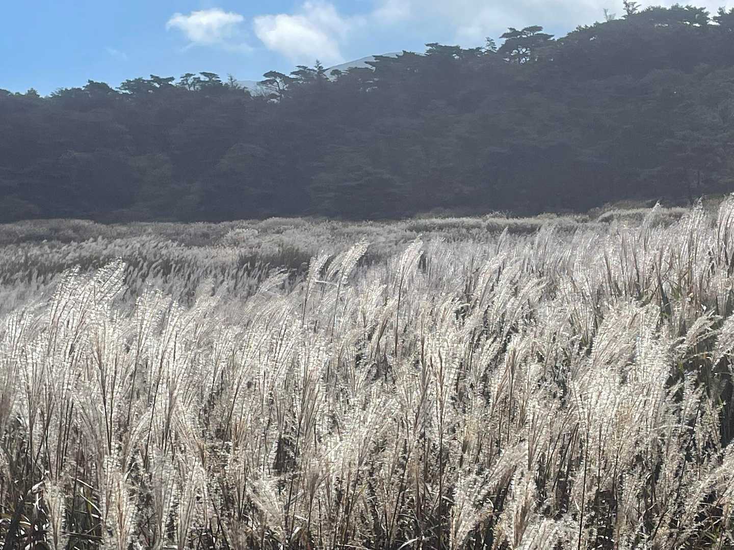 フサフサで透き通るようなススキ🌾✨
天国でした✨