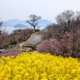 菜の花〜🟡🟨