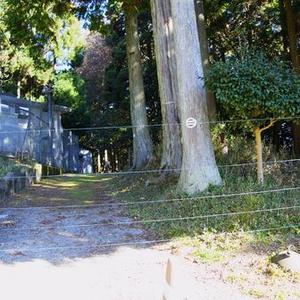 電気柵⚡️を越えた先に👣