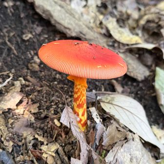 タマゴダケがあるってレポ見たけど早速発見