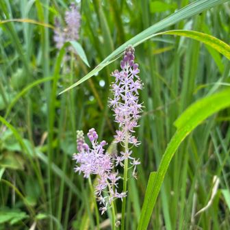 このお花なんだろな。カワユイ