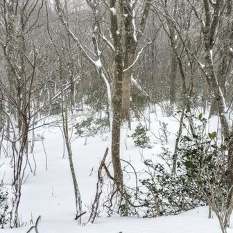 大岩山へ縦走するか迷ってやっぱり辞める。だって新年早々、薮漕ぎの写真なんて見たくないっしょ😁