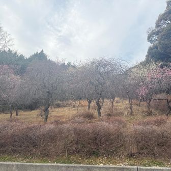ゲザーン‼️
暖かくなるから一気に花開くかな？