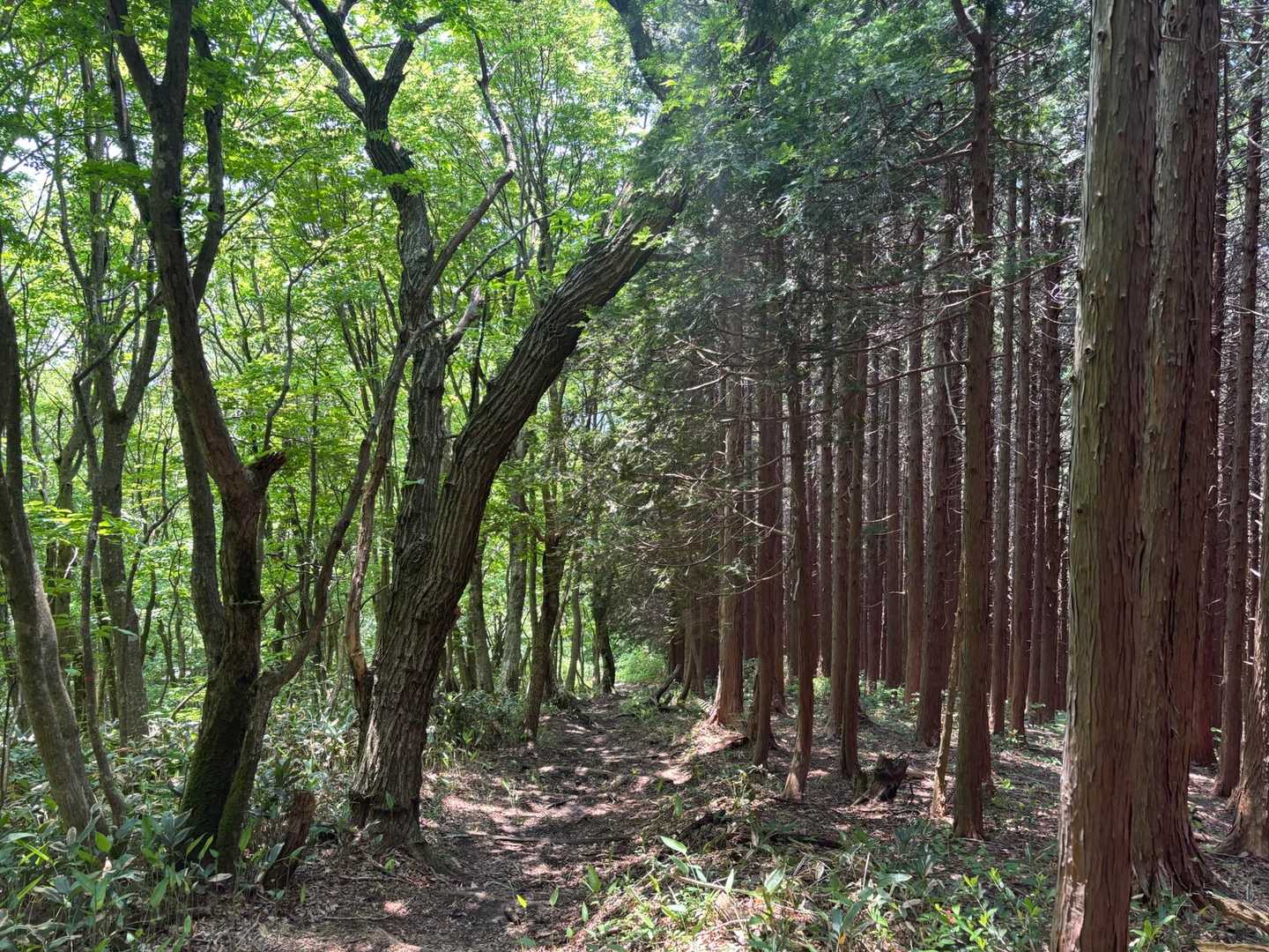 細い道を挟んで全然違う…
この道を出雲峠まで歩いて