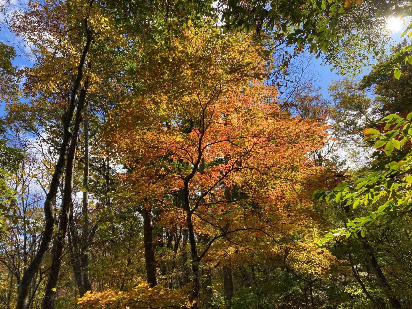 紅葉の進んだ木もあります