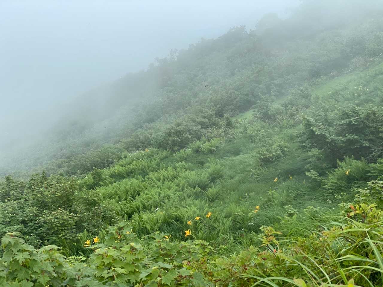 10時過ぎ、案の定ガスってきました。この辺の山は頂上からの眺望を得るには、10時がタイムリミットなのだそうですね