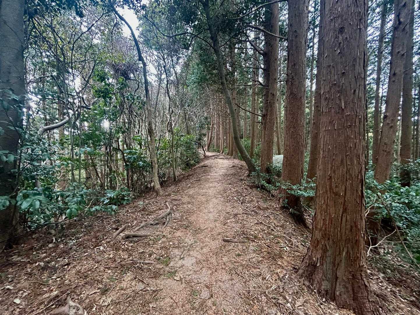 登山道は整備されていて歩きやすいです。