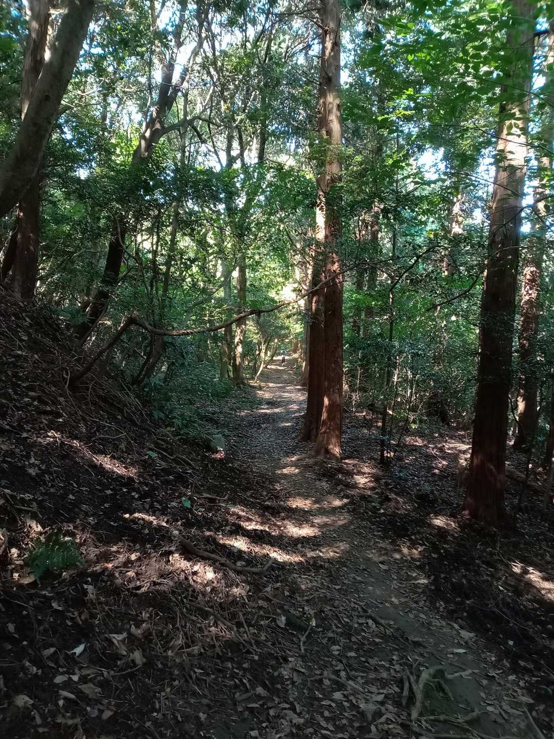 山頂でーー🖐️
って言いながら走り去られる…🏃