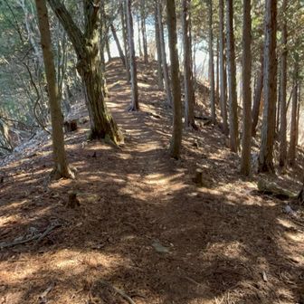 高畑山からはしばらく尾根伝い