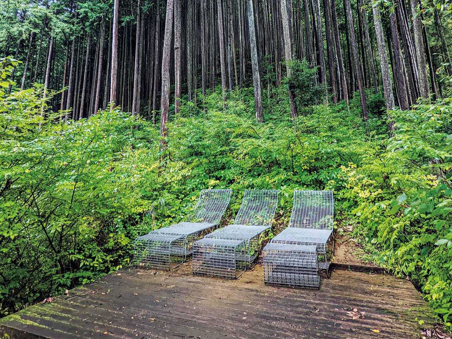 日本初の森林セラピー専用の道で休み癒される奥多摩・登計コースの写真