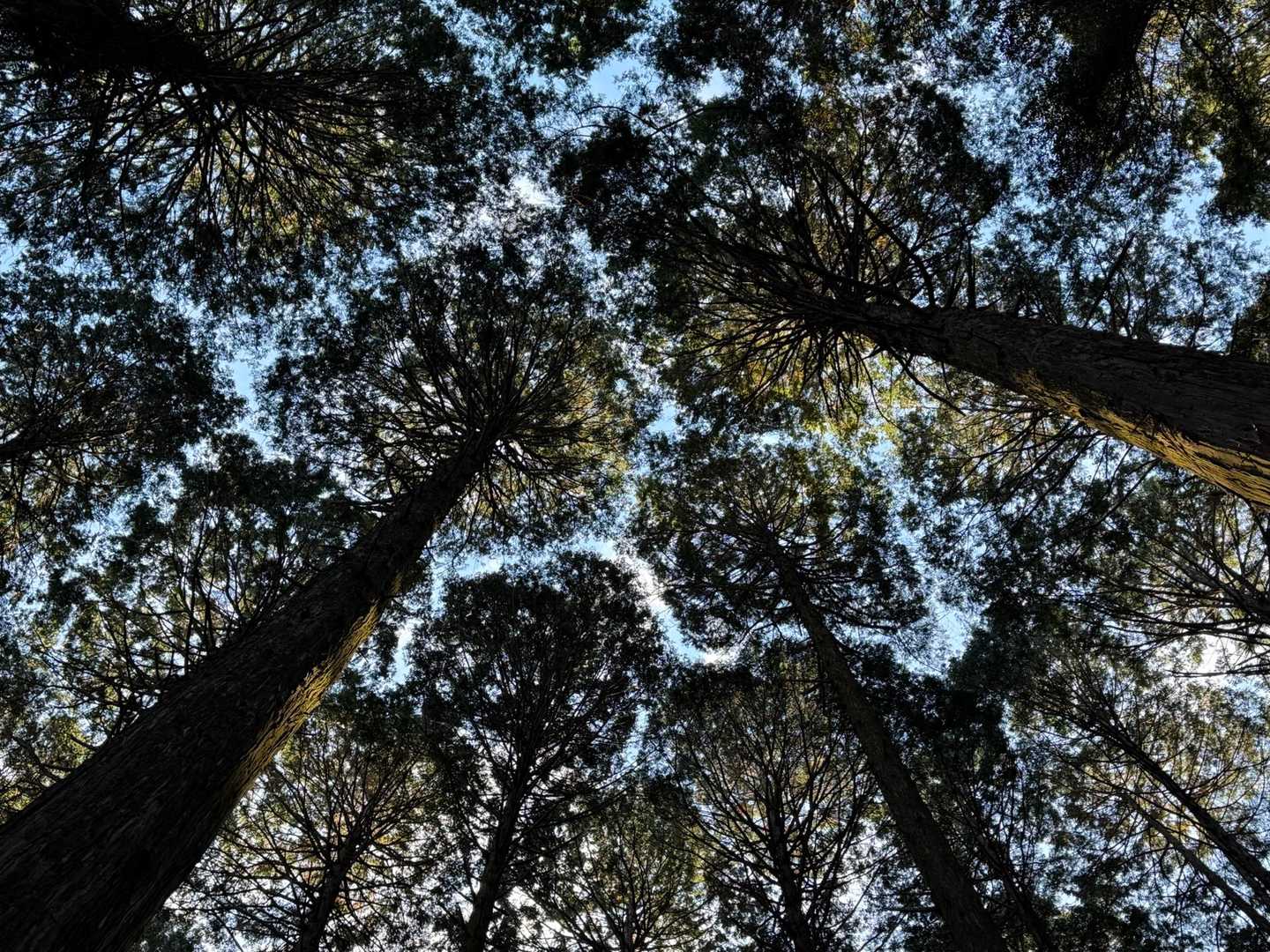 宮路山-赤坂山-五井山 往復コースの写真