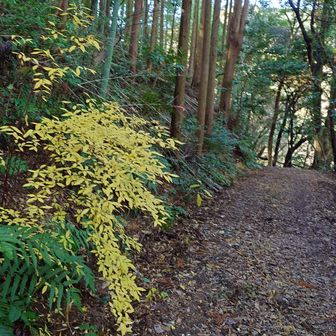 林道に下りてきました。
県道に出たら右へ🚶
車を停めた所まで歩きますよ😊